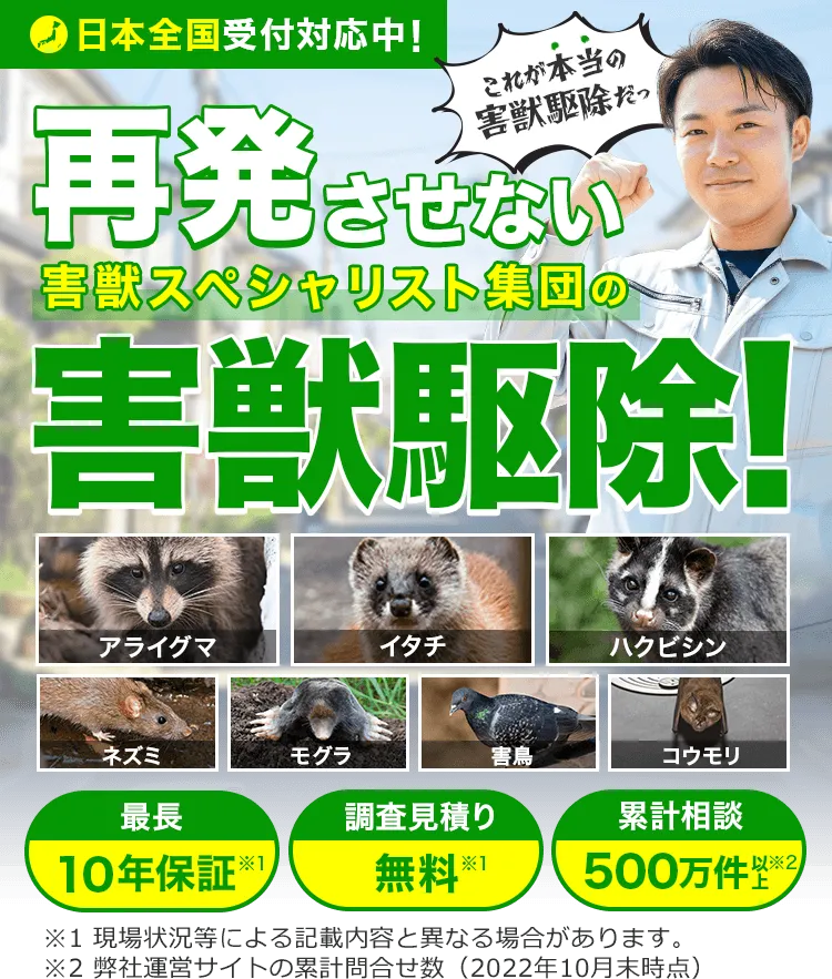 プロの技術で徹底駆除!! 現地調査無料 追加料金不要