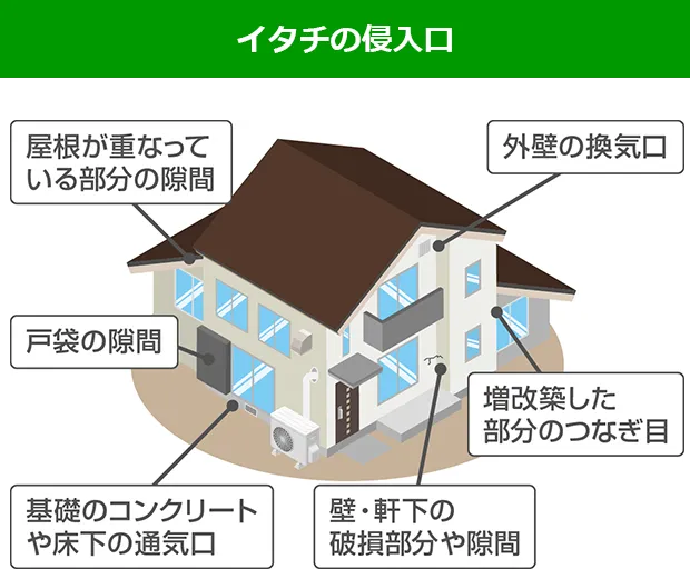 イタチの侵入口