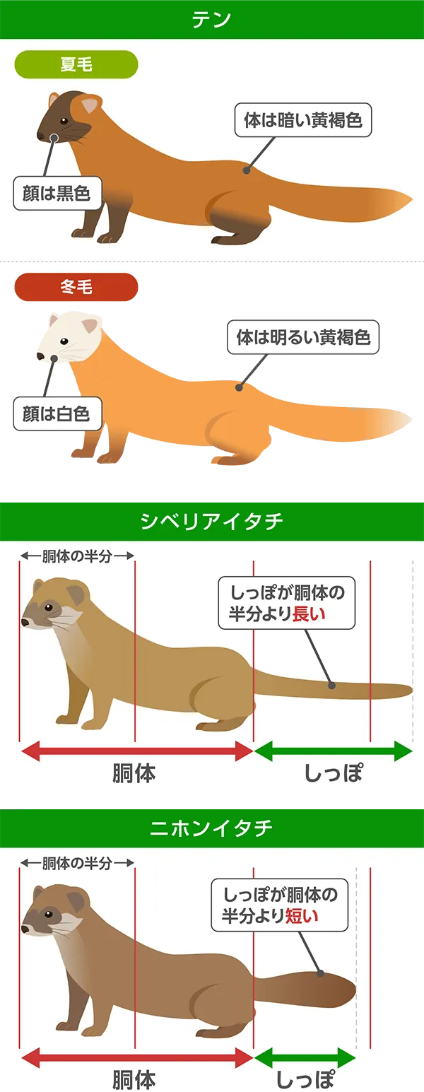 イタチの姿と特徴