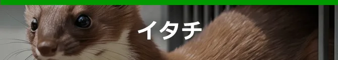 イタチ