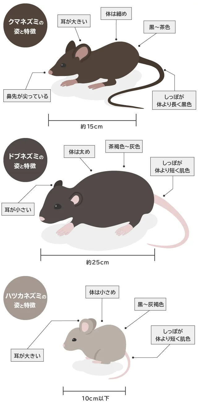 ねずみの姿と特徴