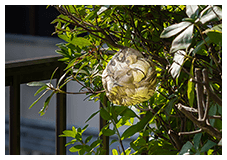 蜂の巣駆除作業