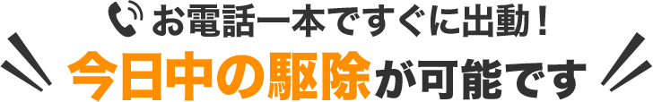 今日中の駆除が可能です