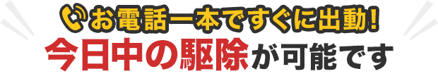 今日中の駆除が可能です