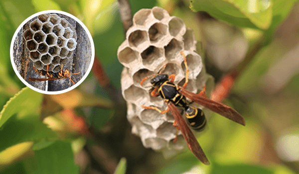 アシナガバチ駆除