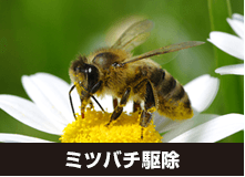 ミツバチ駆除