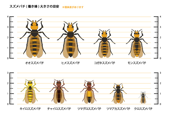 スズメバチ大きさ比較
