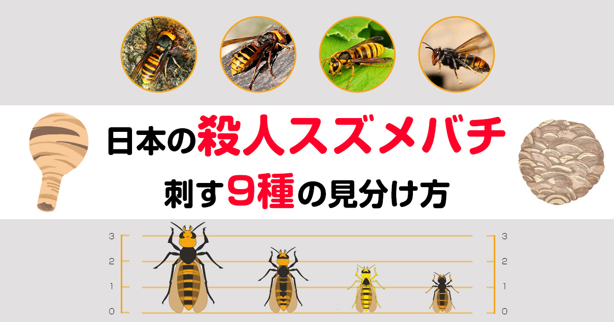 殺人スズメバチの種類を画像でサクッと判断！大きさ・色・…