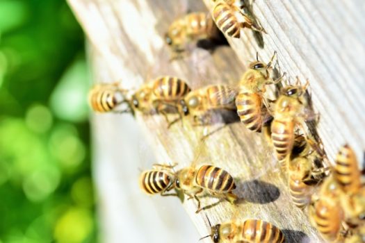日本に生息するミツバチの種類