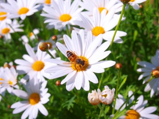 スズメバチの危険な季節は？蜂たちの種類ごとの活動時期や…