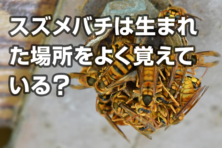 毎年同じ場所に巣ができるときは予防を