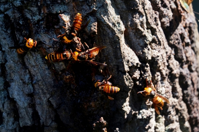 蜂同士も天敵だった！蜂の意外な天敵たちと蜂駆除利用の可能性