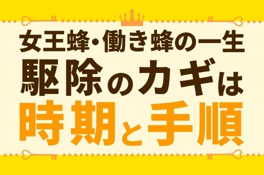 働き蜂の一生｜女王蜂とオス蜂との違いや活動時期について解説します