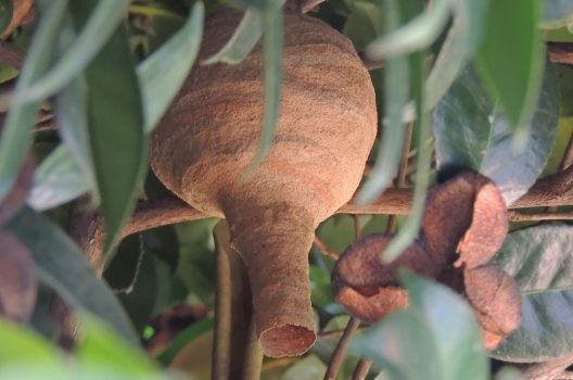 駆除できる小さな巣の見分け方