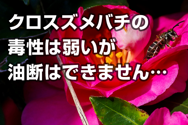 クロスズメバチって危険なの？毒と人を襲う理由について