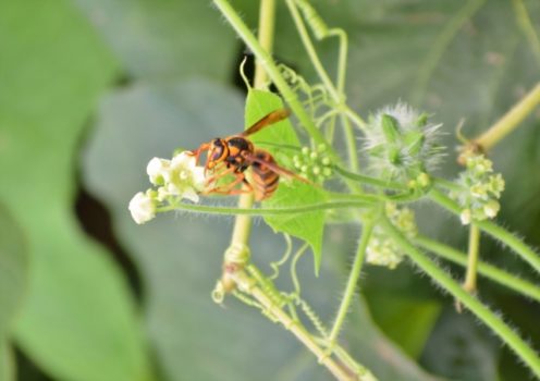 アシナガバチを駆除するには女王蜂が重要