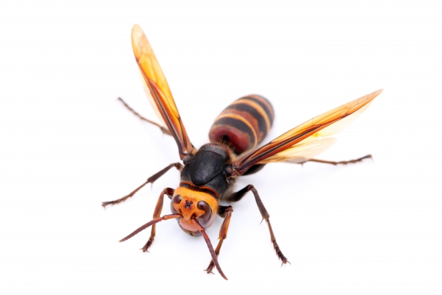 世界一怖い虫は、日本のオオスズメバチ！？