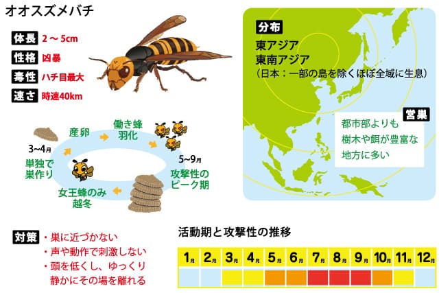 オオスズメバチ概要