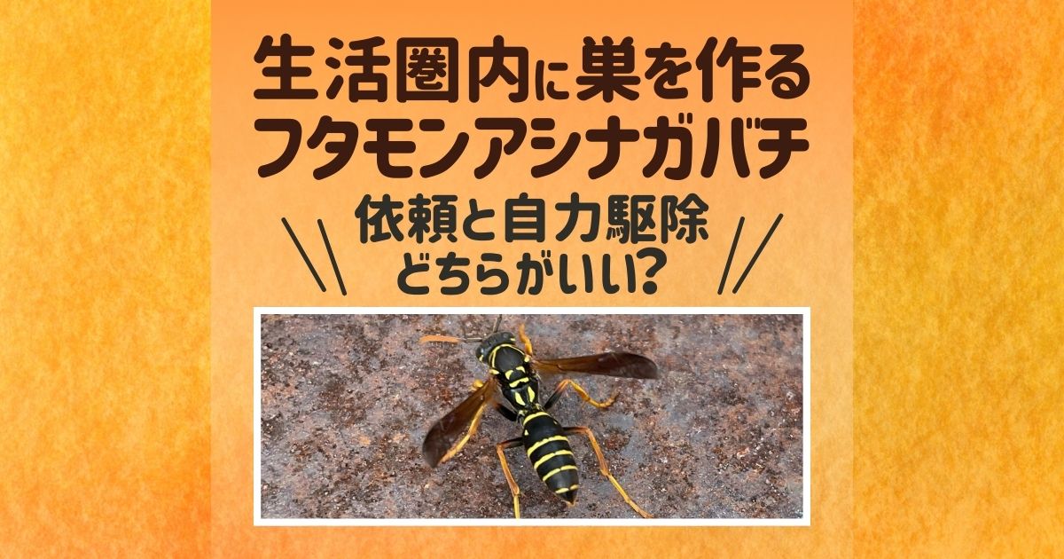 生活圏内に巣を作る　フタモンアシナガバチ 依頼と自力駆除どちらがいい？