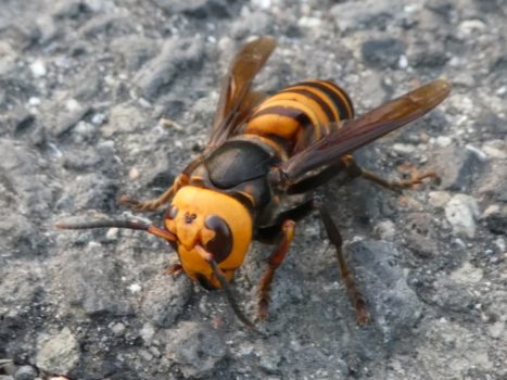 凶暴な性格の蜂は人間に寄ってくる！