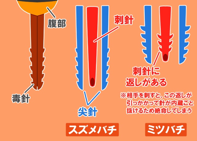 ハチの毒針の構造