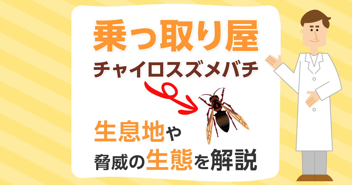 乗っ取り屋　チャイロスズメバチ　生息地や脅威の生態を解説