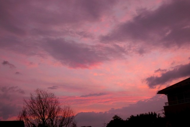 駆除の時間は夕暮れから夜間がオススメ