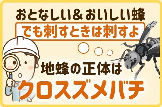 地蜂とはどんなハチ？地蜂の危険性や自分でできる予防策をご紹介