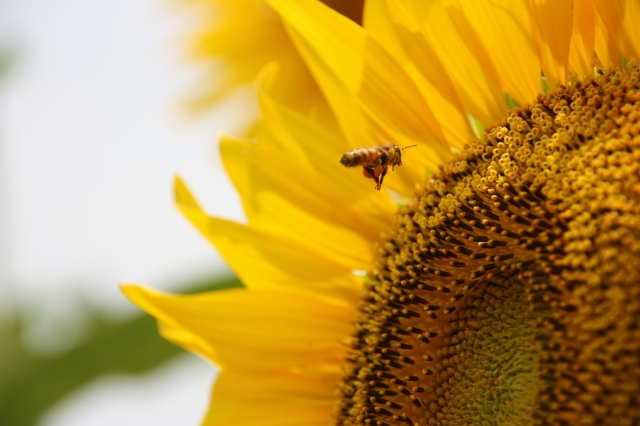 「セイヨウミツバチは危険じゃない」は間違い！危険性と駆除法を解説