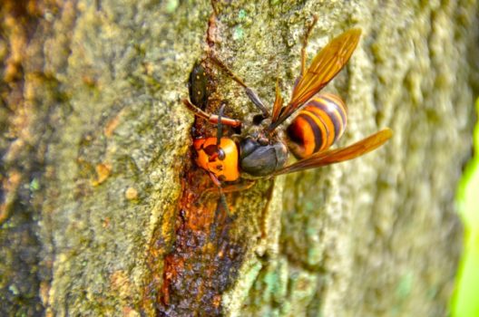 スズメバチの活動は「春～秋」にかけて