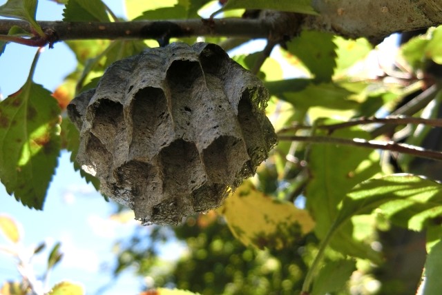 蜂の巣は作りはじめなら駆除は比較的安全