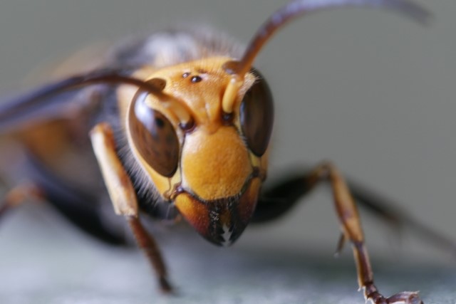 スズメバチの威嚇行動には段階がある