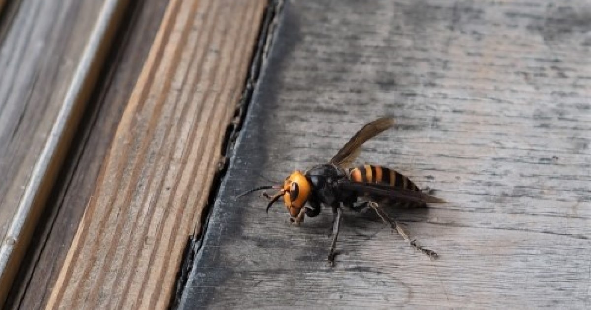スズメバチの餌は成虫と幼虫で異なる！生態から効果的な予防策を解説
