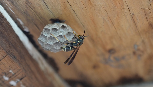 判断ポイント（１）　蜂の種類と巣の特徴