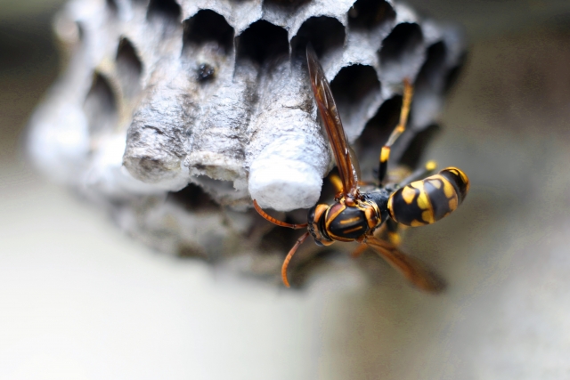 アシナガバチが益虫といわれる理由とは？駆除や対策についても