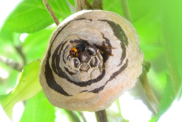 蜂の巣を見つけたらどうすればいい？場所別の対処法や自力駆除の方法