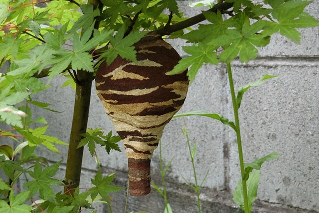 駆除のタイミング