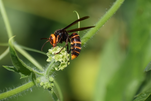 【種類別】スズメバチの危険性と生態・アシナガバチとの見…