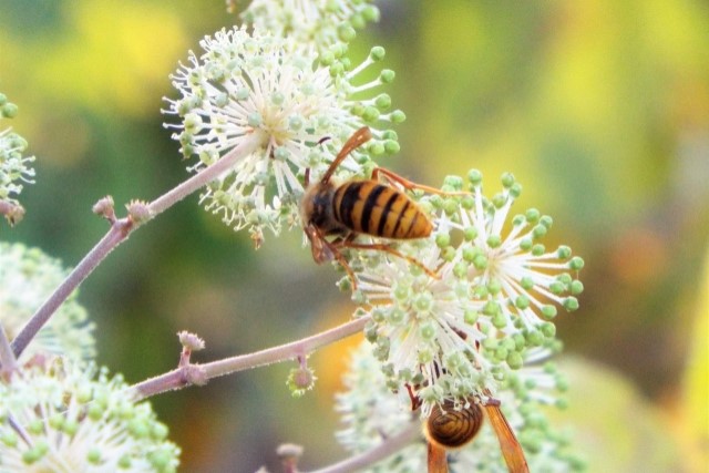 【在来種】スズメバチの生息地｜日本のスズメバチはどこにいる？