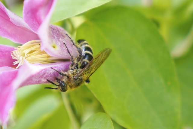 蜂の巣が土の中に？！地面に巣を作る蜂の種類と対処法をご紹介します