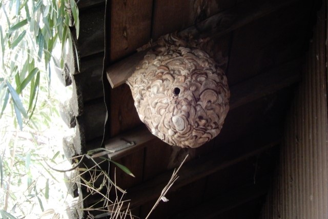 キイロスズメバチの巣をオオスズメバチが襲う！？その理由…