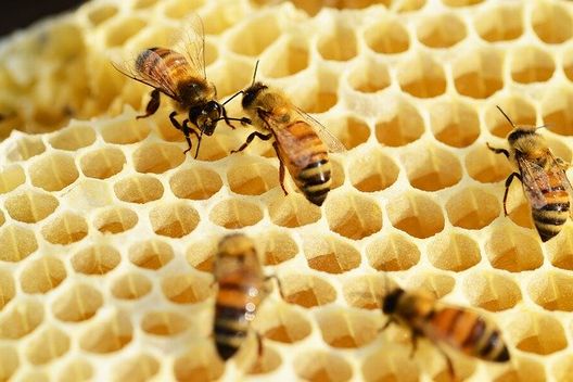 危険な蜂はどんな蜂？蜂の種類と特徴について