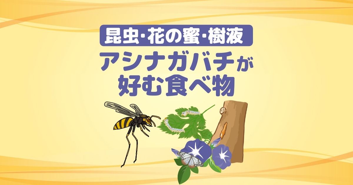 アシナガバチの食べ物は何？気になる生態と巣の予防方法に…