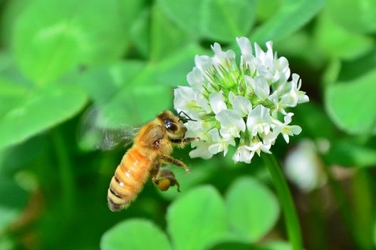 ミツバチの巣を駆除する3つの方法｜被害を広げないよう今すぐ退治！