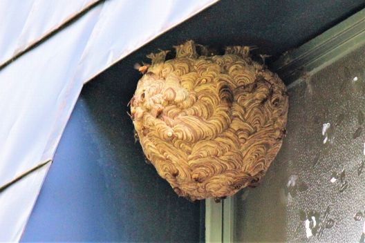 模様と形が特徴的なスズメバチの巣