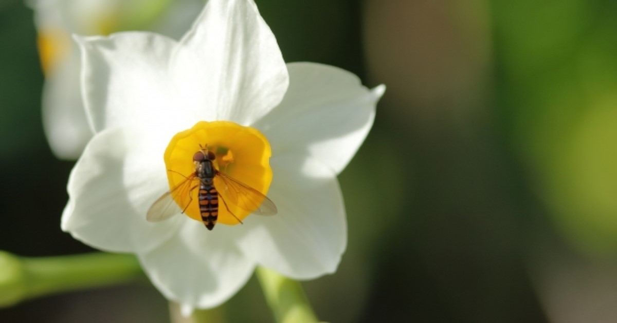 蜂みたいな虫14種！外見の特徴と簡単に見分けるポイント…