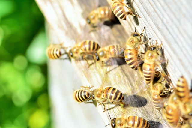 熱殺蜂球はミツバチがスズメバチに勝てる必殺技！威力はどれくらい？