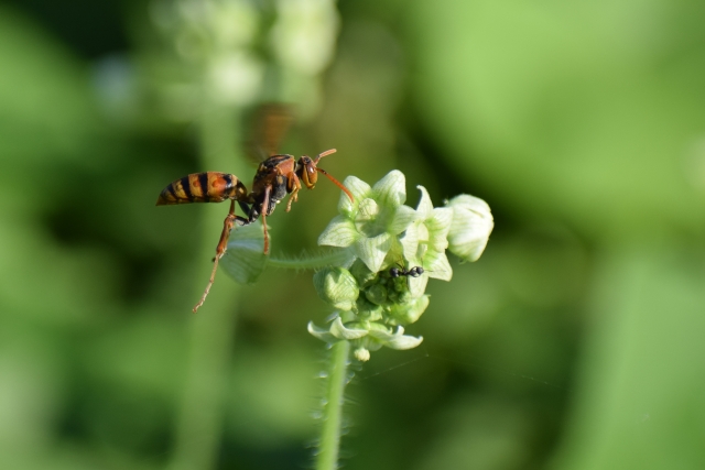 ヤマトアシナガバチの特徴を解説｜絶滅危惧種の知られざる生態