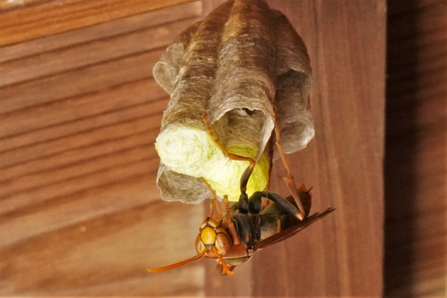 アシナガバチの毒性は要注意！遭遇時に備える逃げ方・対処法まとめ