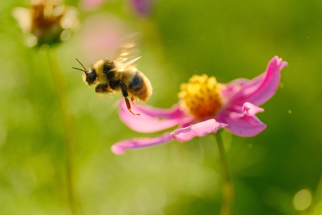 ミツバチの種類は世界でも9種！国内のミツバチ2種を徹底解説します